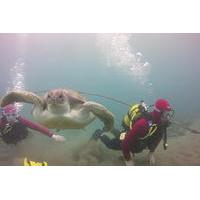 Scuba Diving Beginner\'s Session in Costa Adeje