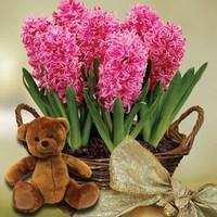 scented indoor hyacinth 7 bulbs in rustic basket cuddly bear