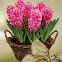 scented indoor hyacinth 7 bulbs in rustic basket