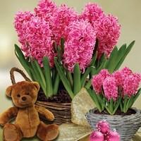 Scented Indoor Hyacinth 7 Bulbs in Ornate Basket + Mowbray Bear