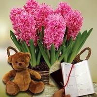 scented indoor hyacinth 7 bulbs in rustic basket cuddly bear plus diar ...