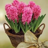 Scented Pink Hyacinth 7 Bulbs in Rustic Basket