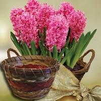 Scented Pink Hyacinth 7 Bulbs in an Ornate Basket