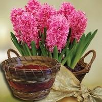 scented pink hyacinth 7 bulbs in an ornate basket