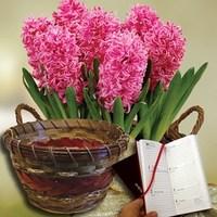 Scented Pink Hyacinth 7 Bulbs in Ornate Basket plus a 2017 Diary
