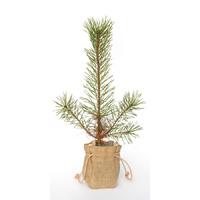 Scots Pine Tree Gift