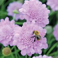 Scabious \'Kudos Purple\' - 10 scabious Postiplug plants