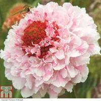 Scabious \'Scoop Collection\' - 8 scabiosa jumbo plug plants - 2 of each variety