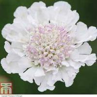 scabious kudos white 5 scabious postiplug plants