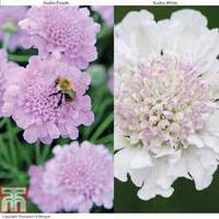 Scabious \'Kudos Collection\' - 10 scabious Postiplug plants - 5 of each variety