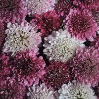 Scabious \'Summer Sundae\' - 1 packet (50 scabious seeds)