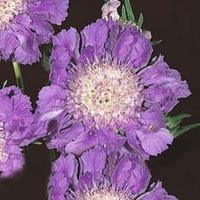 scabious houses novelty mix 1 packet 35 scabious seeds