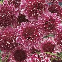 Scabious \'Beaujolais Bonnets\' - 1 packet (50 scabious seeds)