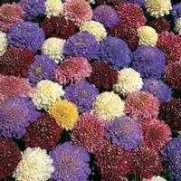 Scabious \'Dwarf Double Mixed\' - 1 packet (75 scabious seeds)