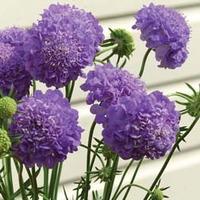 Scabious \'Oxford Blue\' - 1 packet (100 scabious seeds)