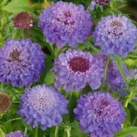 Scabious \'Blue Jeans\' - 6 scabious plug plants