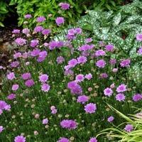 Scabious \'Vivid Violet\' (Large Plant) - 2 x 3 litre potted scabiosa plants