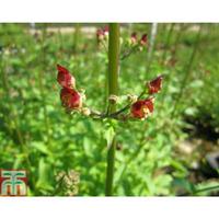 Scrophularia auriculata \'Variegata\' (Marginal Aquatic) - 1 x 3 litre potted scrophularia plant