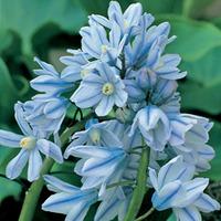 Scilla mischtschenkoana \'Tubergeniana\' - 50 scilla bulbs