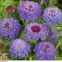 scabious blue jeans garden ready 15 scabiosa garden ready plants