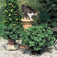 Scardy Cat Plant - 10 scardy cat plug plants