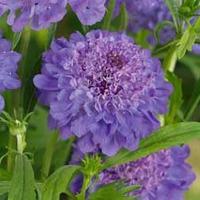 Scabious \'Blue Jeans\' - 6 scabious plug plants