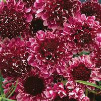 Scabious \'Beaujolais Bonnets\' (Garden Ready) - 12 scabious garden ready plug plants