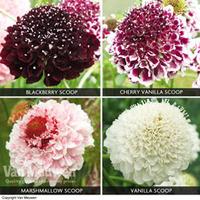 Scabious \'Scoop Collection\' - 8 scabiosa plug plants