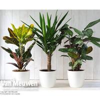 Scandi Houseplant Collection - 3 x 17cm potted plants
