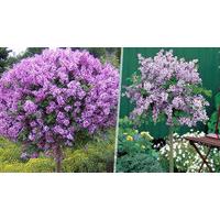 Scented Korean Lilac \'Palibin\' Trees - 1 or 2