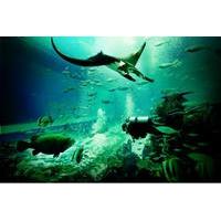 S.E.A. Aquarium Singapore