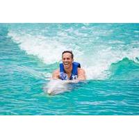 Sea Life Park Hawaii - Dolphin Royal Swim