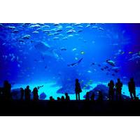 sentosa sea aquarium admission in singapore with optional hotel transp ...