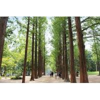 Self-Guided Day Trip to Nami Island and Chuncheon from Seoul