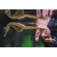 Seahorse World Guided Tour