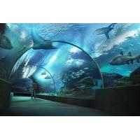 SEA LIFE Bangkok Ocean World Admission with Private Transfer