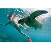 Sea Turtle and Tropical Fish Snorkeling Adventure