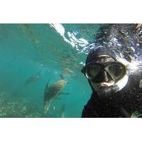 Seal Snorkeling Experience in Cape Town