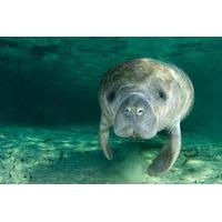 Self-Drive Swim with Manatees on the Crystal River