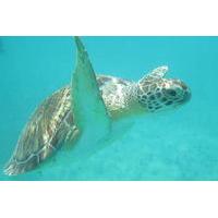 Sea Turtle Snorkel and Nature Walk Tour