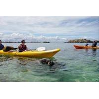 Seal and Penguin Islands or Point Peron Sea Kayak Tour from Perth