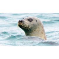 seal watching for two in oban scotland