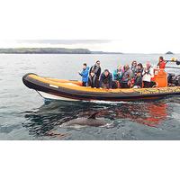 sealife safari rib boat trip for two in padstow cornwall