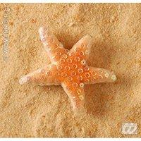 Seastar Medium 12cm