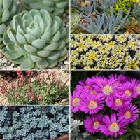 Sedum and Succulent Lucky Dip Collection - 6 jumbo plug plants (3 of each variety)