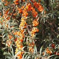 sea buckthorn hedging 25 bare root hedging plants