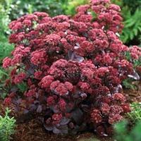 Sedum telephium \'Purple Emperor\' (Large Plant) - 3 x 2 litre potted sedum plants