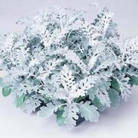 Senecio cineraria \'Silver Dust\' - 1 packet (400 senecio seeds)