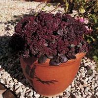 sedum ussuriense turkish delight 1 packet 50 sedum seeds