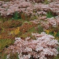 Sedum \'Rock Garden Mixed\' - 1 packet (300 sedum seeds)